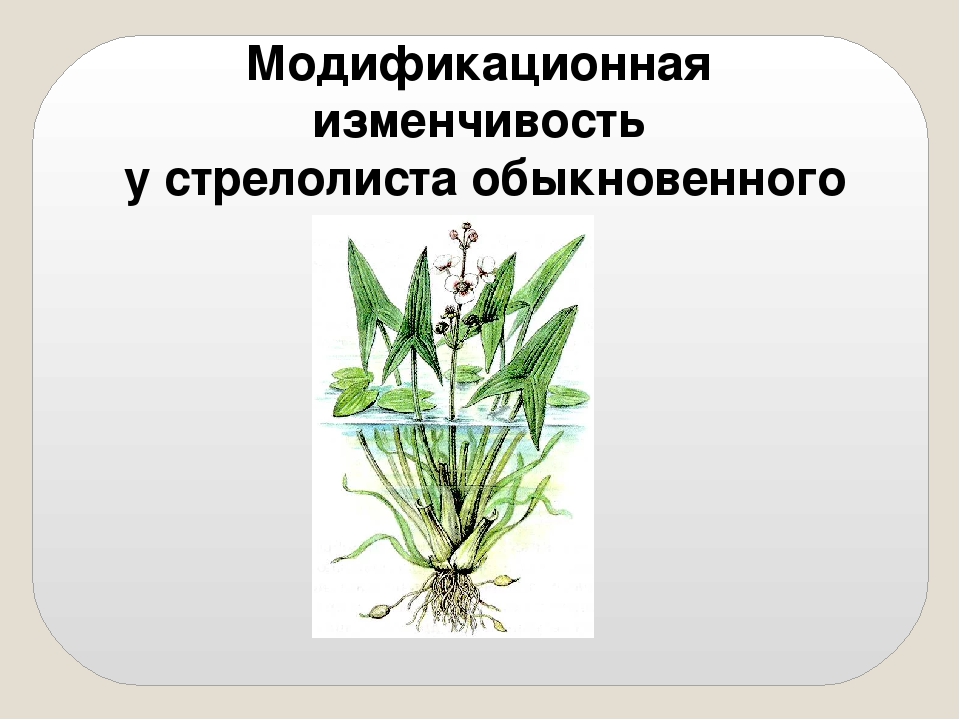 На рисунке изображено растение стрелолист с разными формами листьев