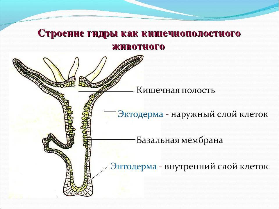 Гидра — класс гидрозои: органы чувств, нервная и пищеварительная системы, размножение. класс гидроидные кожно мышечные клетки пресноводной гидры служат для
