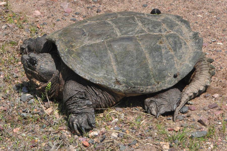 Каймановая черепаха – фото, описание, ареал, рацион, враги, популяция