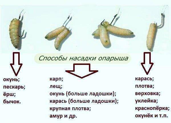 Как насадить опарыша на крючок? как правильно насаживать опарыша :: syl.ru