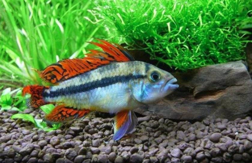 Апистограмма какаду-аквариумная рыбка | домашний аквариум
апистограмма какаду – домашний аквариум