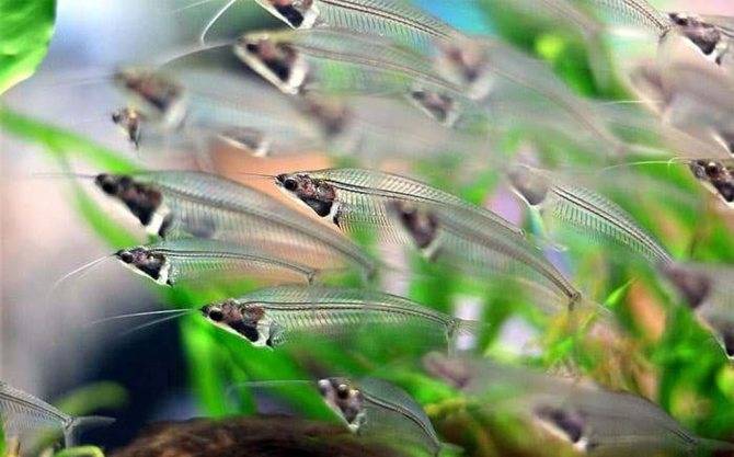 Стеклянный сомик (15 фото): содержание аквариумного двуусого индийского сома. как разводить рыбку?