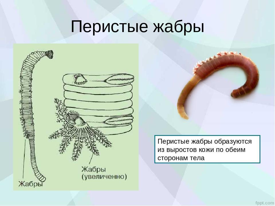 Белые червяки на стеклах аквариума: как от них избавиться (турбеллярии и др.)
