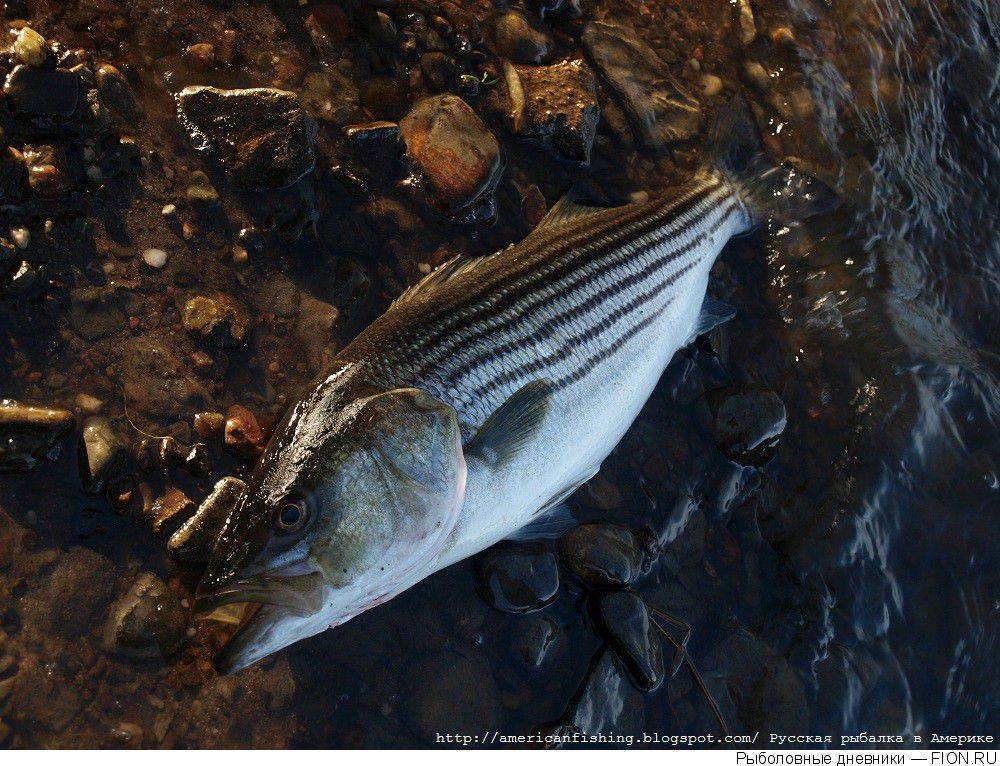 Рыба морской волк: места обитания, образ жизни и употребление в пищу