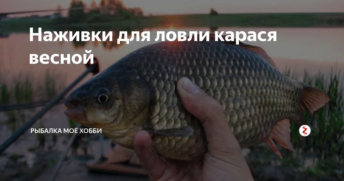 На что можно ловить рыбу, на какую приманку лучше клюет на реке или озере