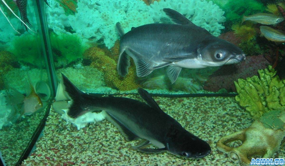 Акулий сом или пангасиус: совместимость с другими рыбами, описание