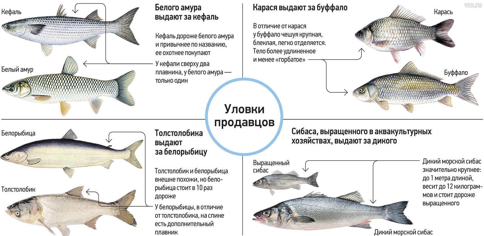 Как приготовить рыбьи языки трески сколько по времени