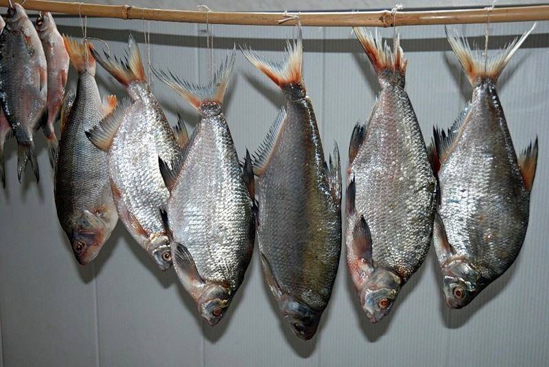 Как вялить и сушить рыбу: леща, плотву и другой улов