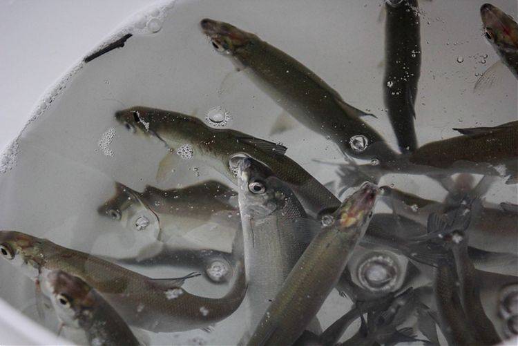 Разведение рыбы в искусственных водоемах как бизнес