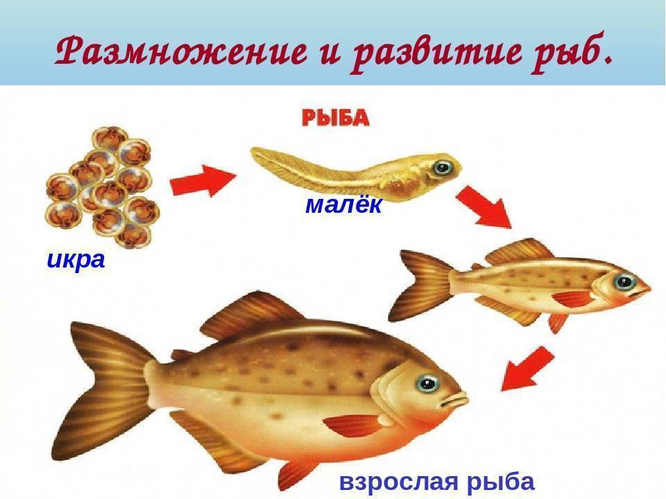 Схема рыбы окружающий мир