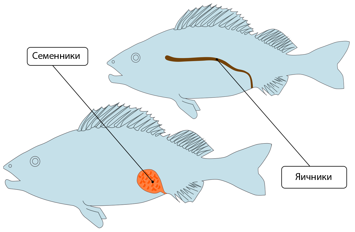 Размножение и развитие рыб. особенности их поведения