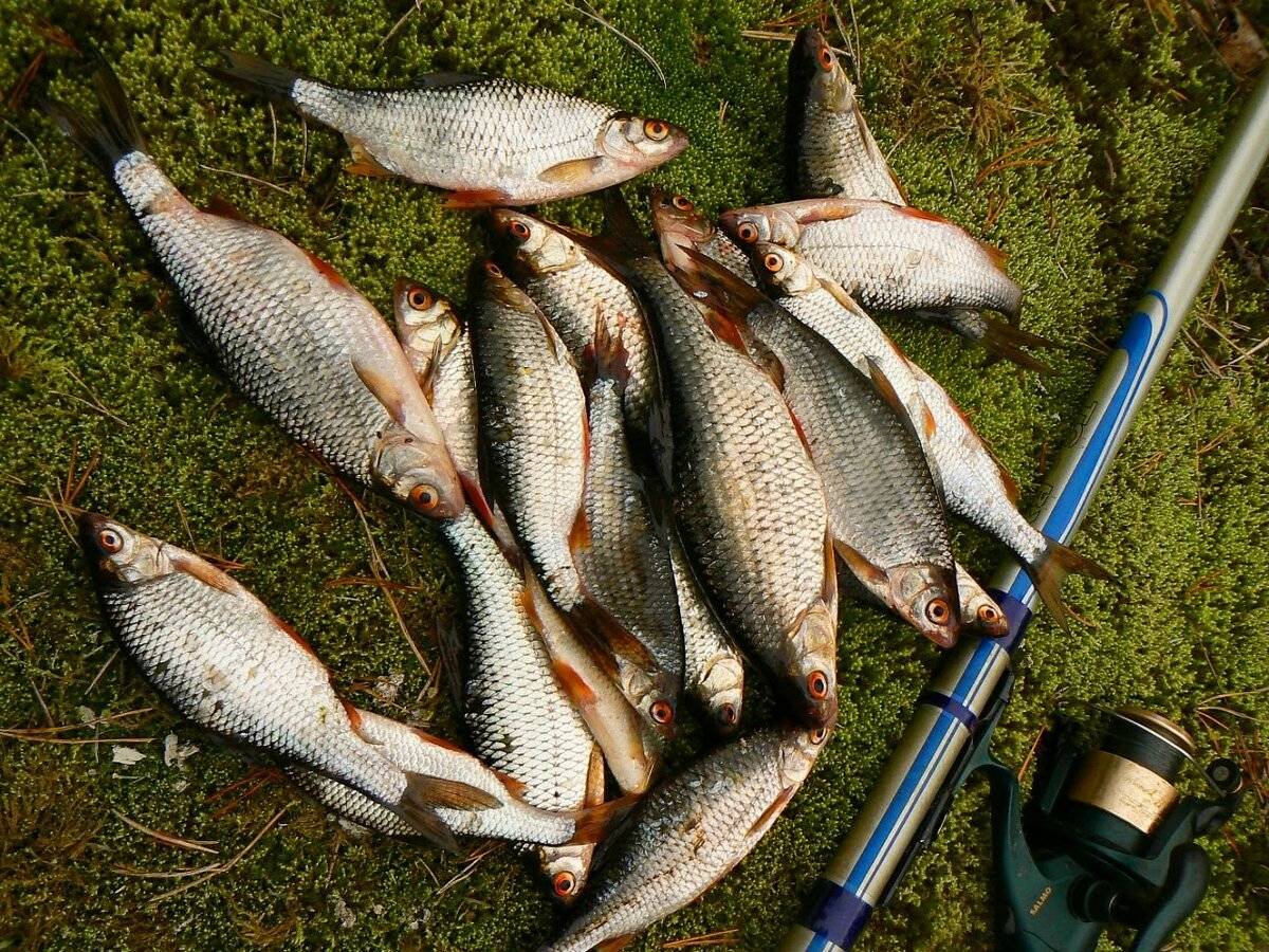 Пять простых, но эффективных способа, как моментально отсечь мелочь на рыбалке и ловить только крупную рыбу