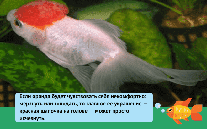 Оранда — рыбка с красной головой