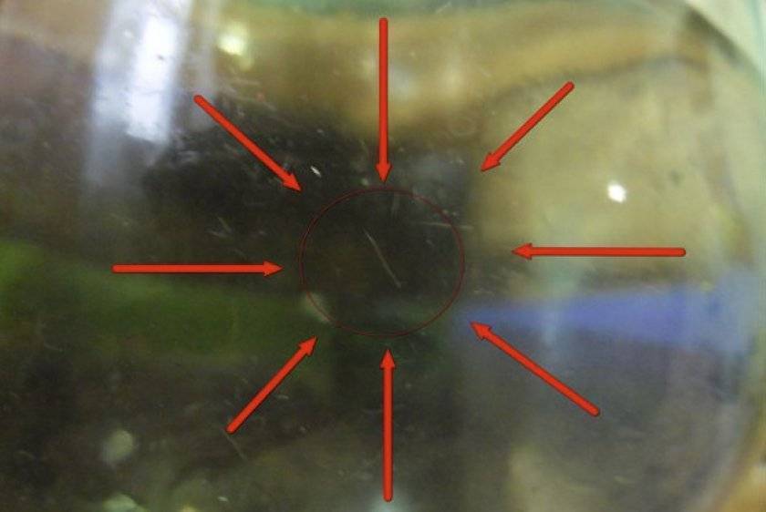 Нематоды в аквариуме: как избавиться от паразитов?