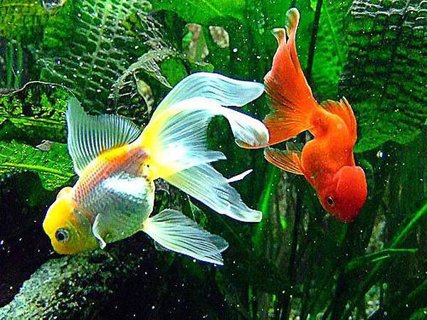 Неприхотливые аквариумные рыбки для начинающих аквариумистов: топ-10