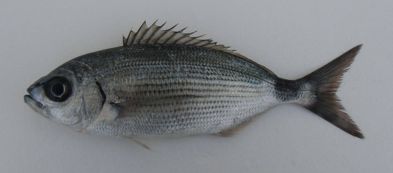 Семейство лососевых рыб: список с названиями, фото и описаниями - внешний вид и места обитания
