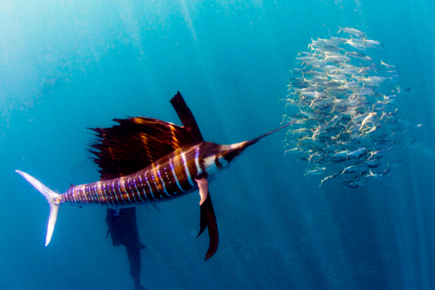 Рыба марлин, парусник, желтоперый тунец - самые быстрые в мире рыбы - статья