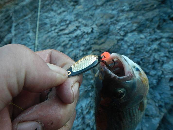 Рыбалка на хариуса: снасти и приспособления для ловли на мушки