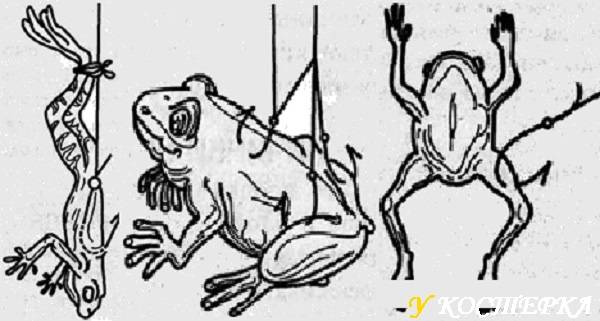 ✅ лягушка на щуку своими руками - https://xn----7sbeepoxlghbuicp1mg.xn--p1ai/