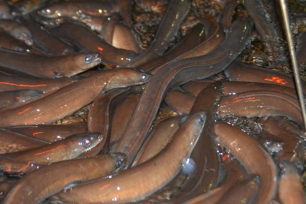 Интересные и удивительные факты о морских и речных угрях, методы хорошего улова