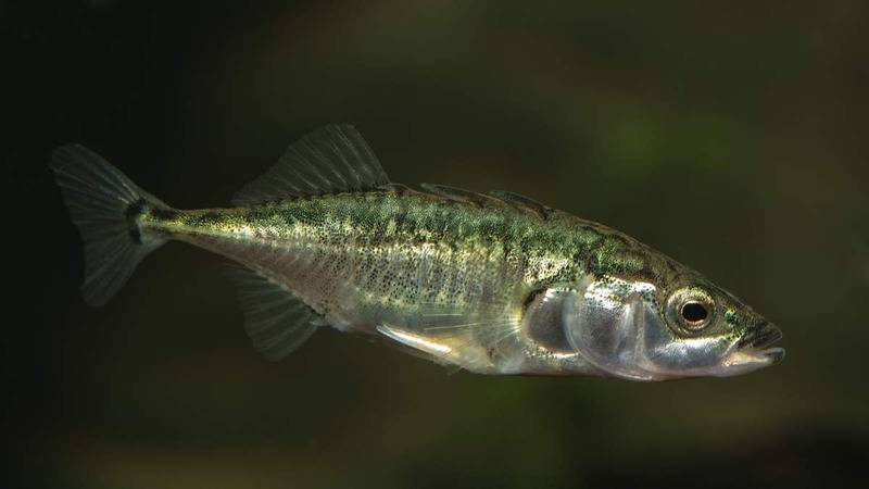 Трехиглая колюшка: описание вида и места обитания, применение рыбы в кулинарии