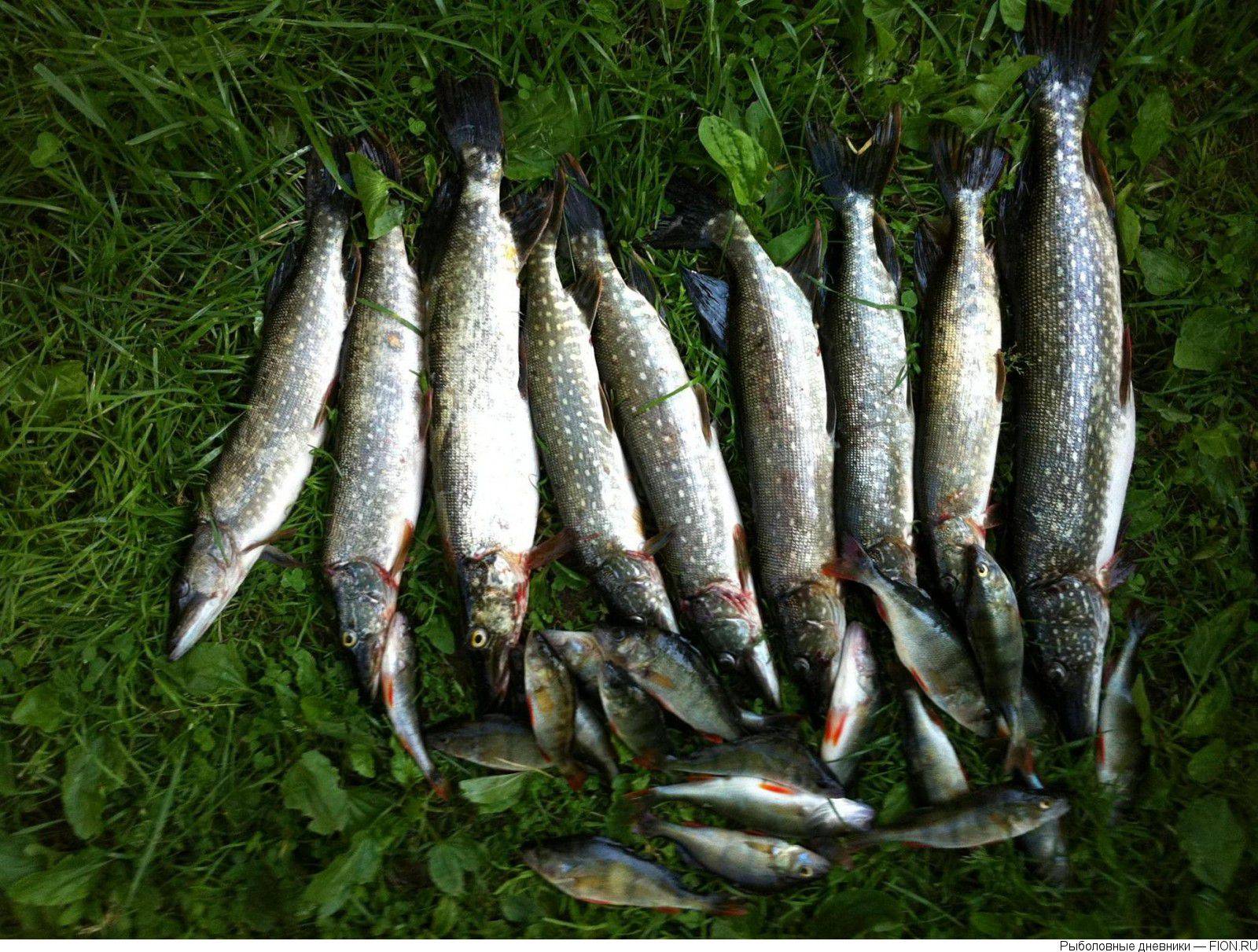 Рыбалка на истринском водохранилище – популярные места
