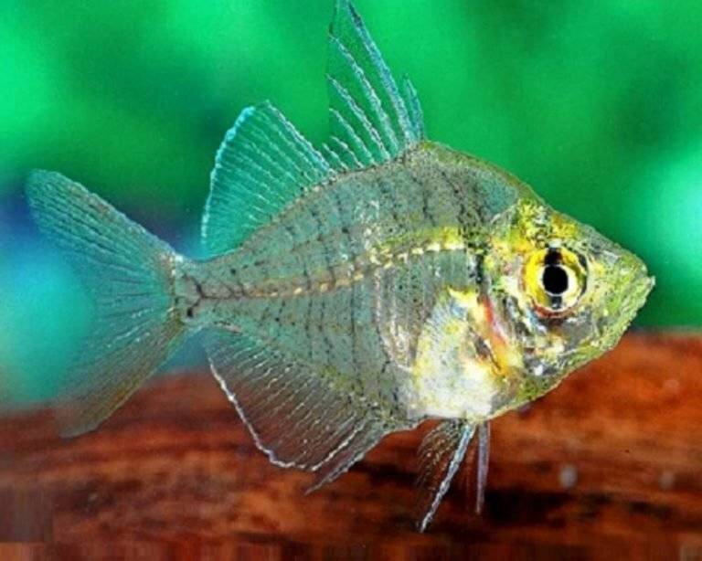 Прозрачная рыба: описание и обитание, содержание и совместимость, кормление и размножение аквариумной рыбки в домашних условиях