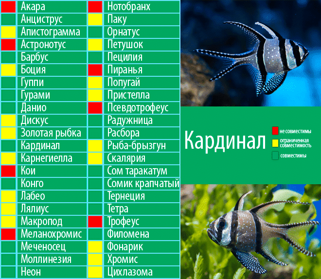 Совместимость рыб в аквариуме. Рыба Барбус аквариумная совместимость. Скалярии аквариумные совместимость с другими рыбками. Кардинал рыбка аквариумная совместимость. Барбус совместимость с другими рыбами таблица.