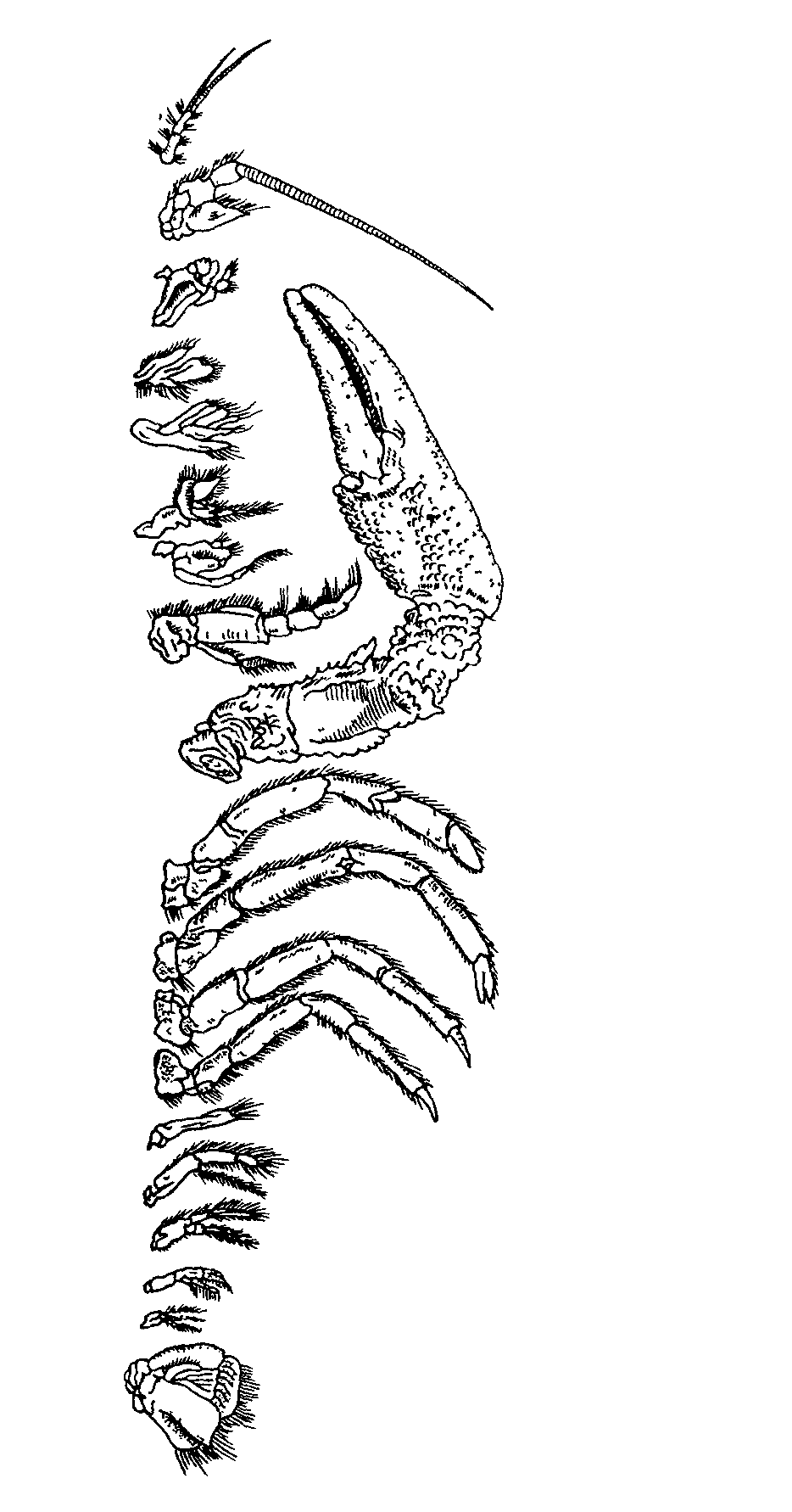 Раки наружный скелет