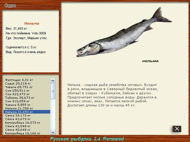 Нельма рыба. описание, особенности, образ жизни и среда обитания рыбы нельмы | животный мир
