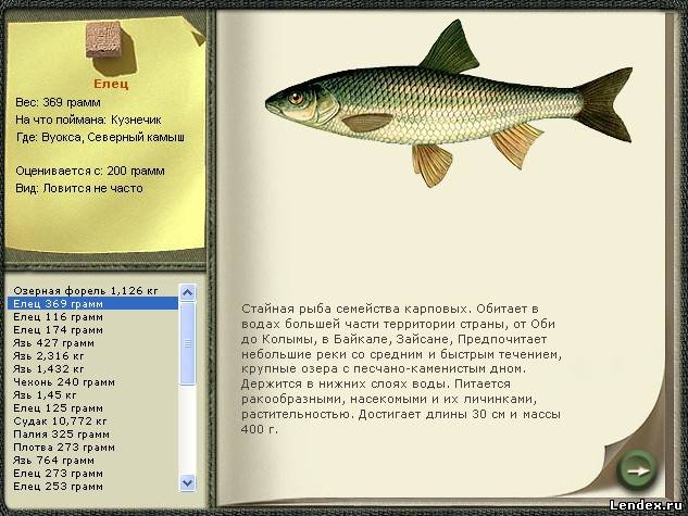 Рыба елец — фото и описание, на что клюет, особенности рыбалки