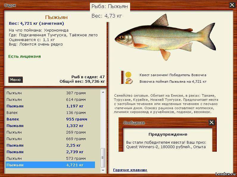 Рыба сиг: описание, фото, среда обитания, нерест, ловля и выращивание
