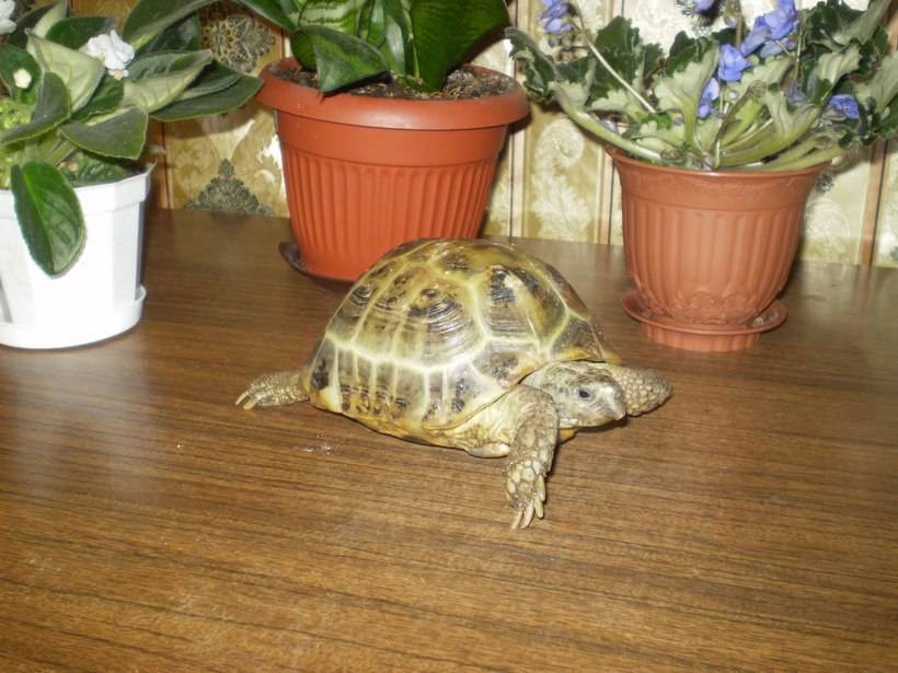 Мускусная черепаха: содержание и уход в домашних условиях