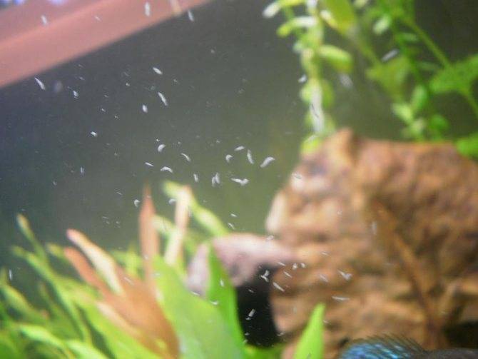 Маленькие беленькие червячки в аквариуме: что делать, видео