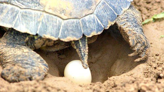 Как часто морские черепахи откладывают яйца. Морские черепахи. Как выглядит процесс откладывания яиц
