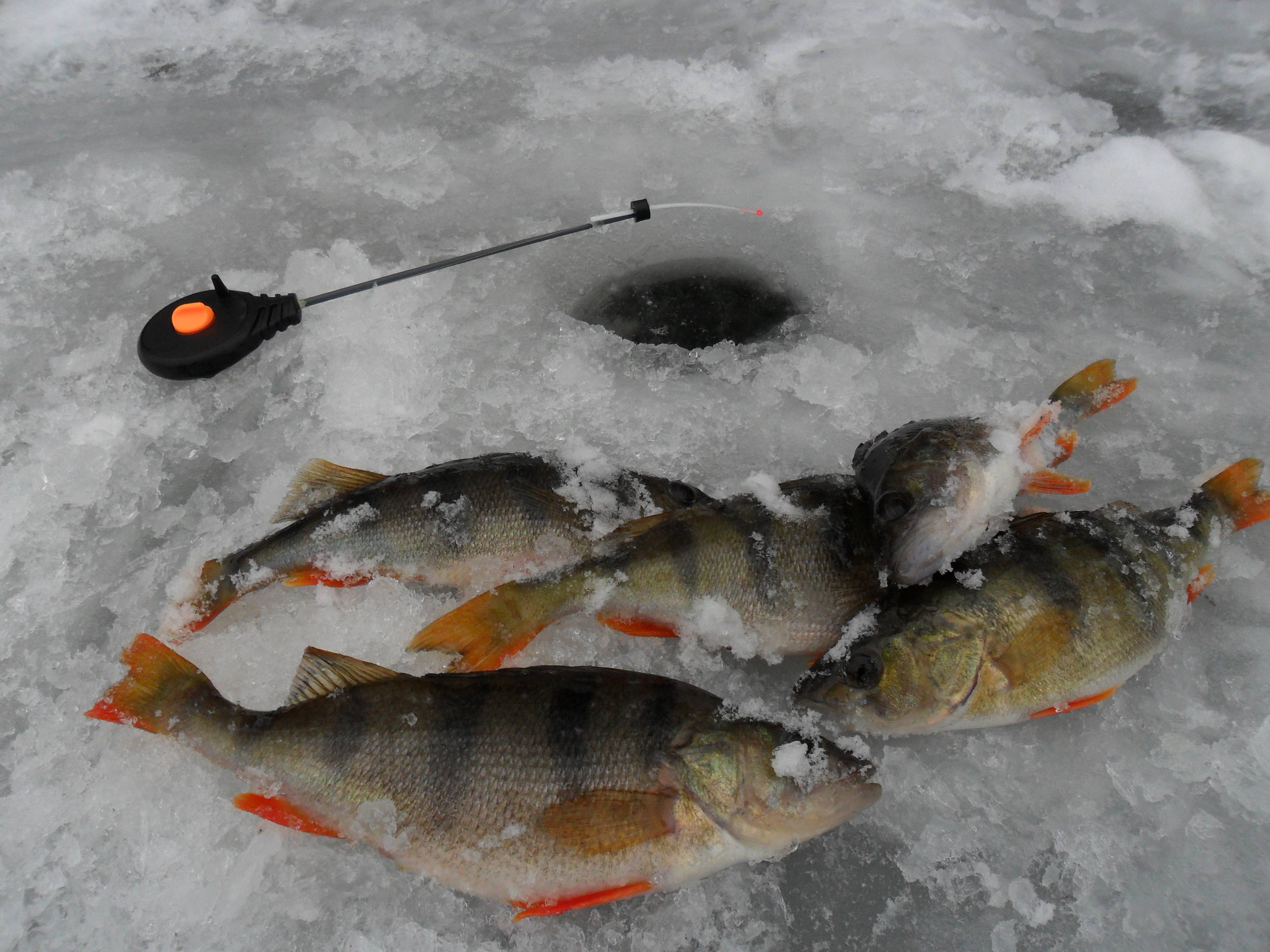 Практические советы и опыт ловли карася со льда - самоделки для рыбалки своими руками