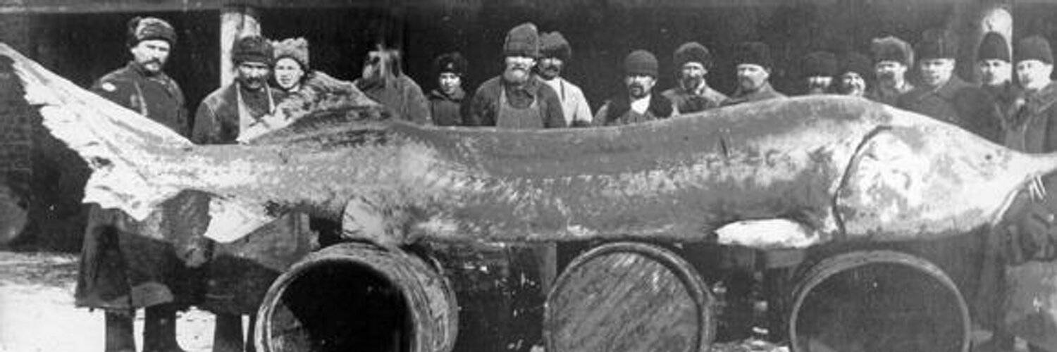 Водка белуга: история, виды, состав, отзывы | koktejli.ru