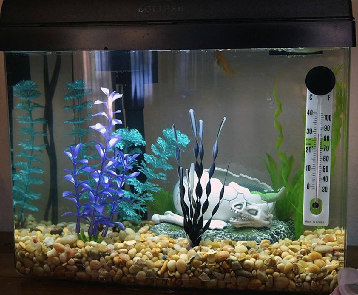 Какая температура воды должна быть в аквариуме для нормального существования рыбок и растений?