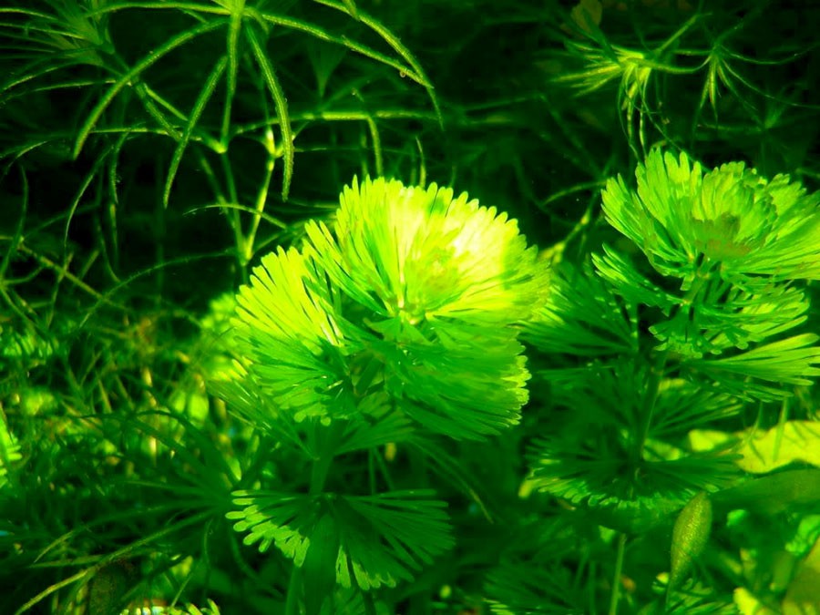 Аквариумное растение кабомба