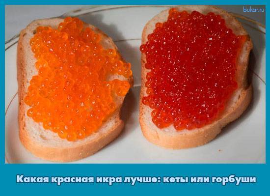 Икра кижуча фото в сравнении с горбушей