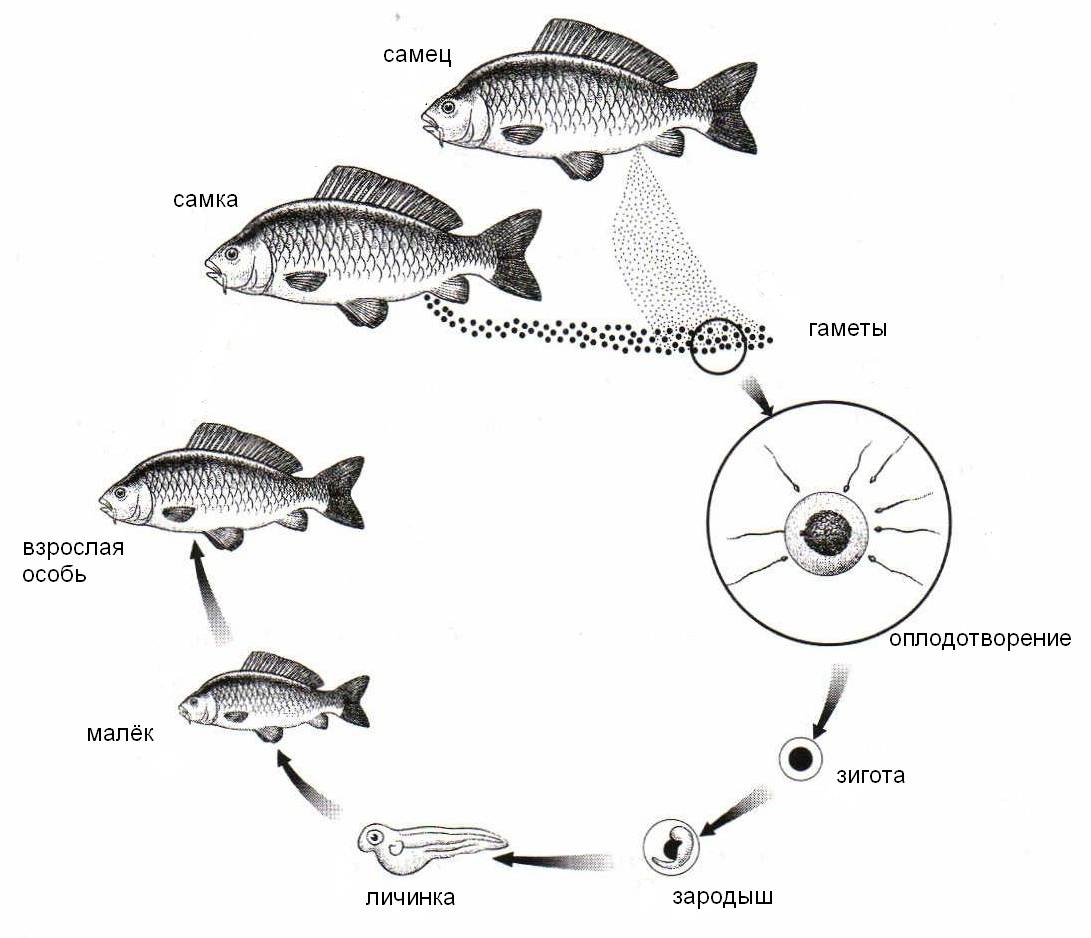 Как размножаются рыбы в аквариуме