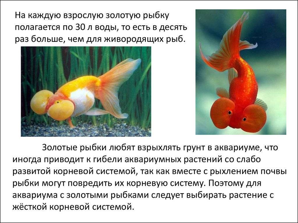 Золотая рыбка