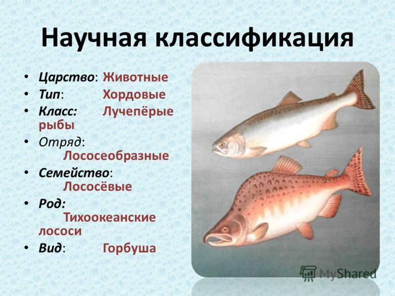 Красная рыба - польза, сорта, калорийность, противопоказания