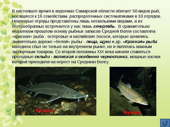 Азовско-черноморская шемая: редкая рыба
