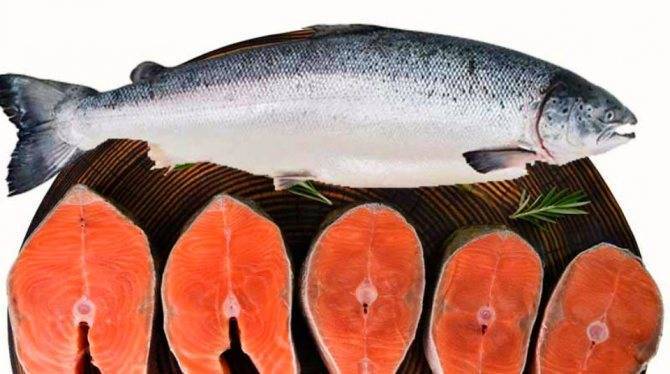 Лосось кахаваи: что за рыба, польза, описание, фото, как вкусно приготовить и вред