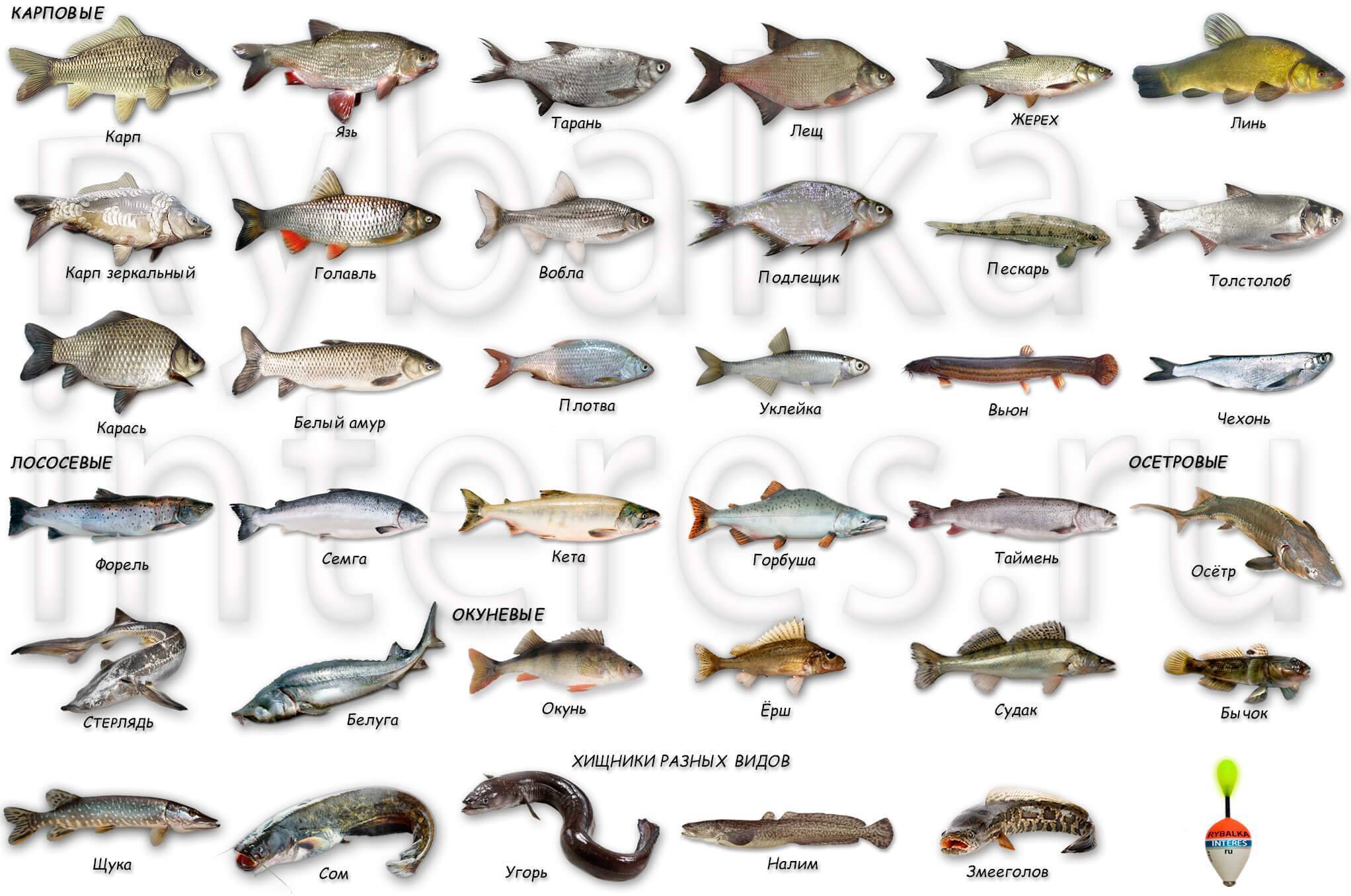 Список рыбы в реках россии с описанием и фото