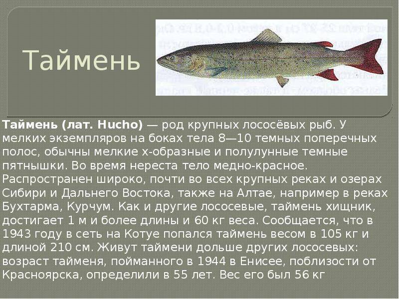 Рыба палтус: описание, внешний вид, образ жизни, места обитания