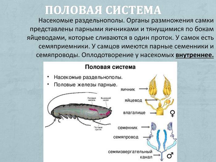 Тест органы размножения. Органы размножения насекомых. Класс насекомые половая система.