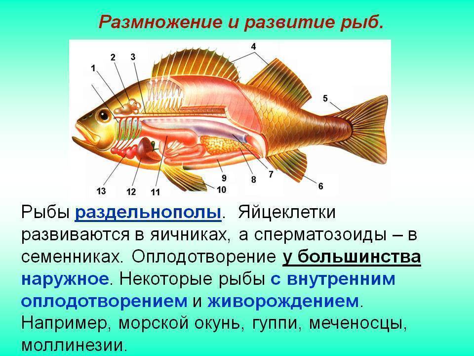 Как размножаются рыбки (разведение, спаривание аквариумных рыб): оплодотворение икры в аквариуме, способы, особенности