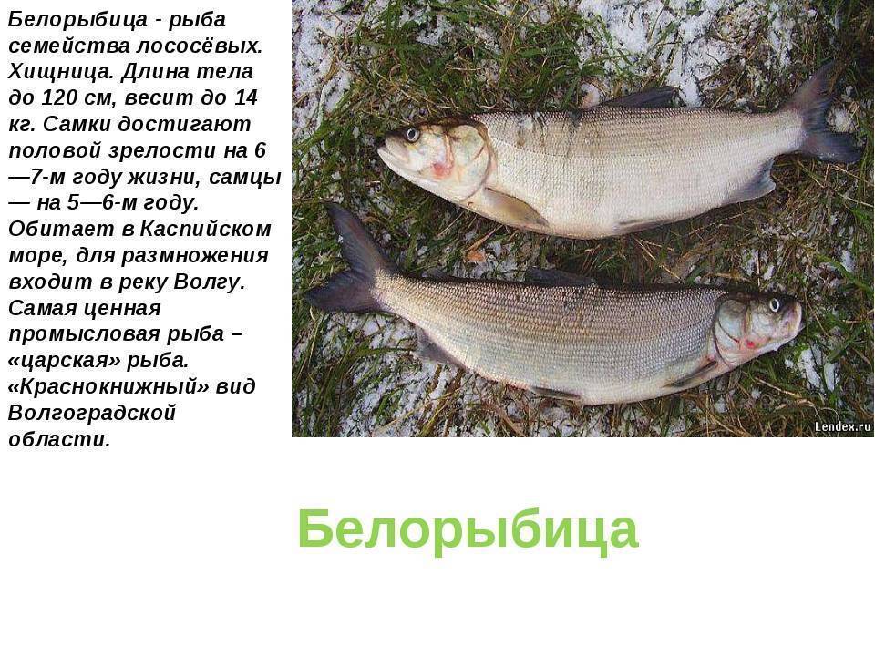Белорыбица википедия что за рыба фото и название